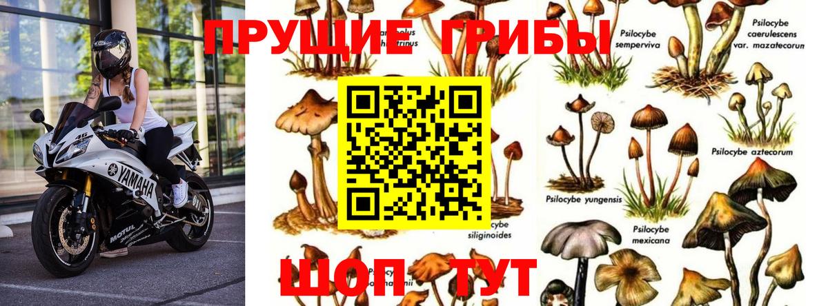 Мариинск  Псилоцибиновые грибы GOLDEN TEACHER  Вход с VPN  Псилоцибиновые грибы прущие грибы 